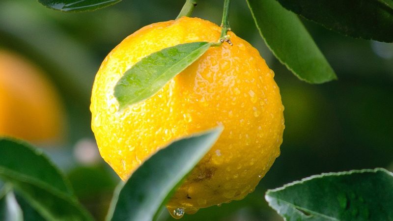 诊断试剂原料分类解析：揭秘背后的科学奥秘**
